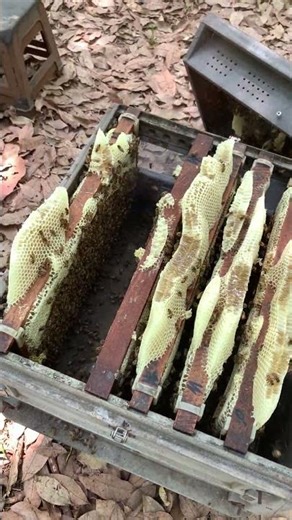 Fresh Raw Honey 🍯🐝 | Straight from the Hive