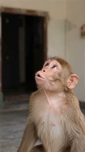 Monkey Repairman vs. The Wobbly Ceiling Fan!