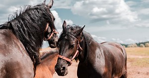 Najlepšie konské hry pre váš telefón s Androidom