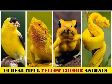 Top 10 Most Beautiful Yellow Color Animals In The World