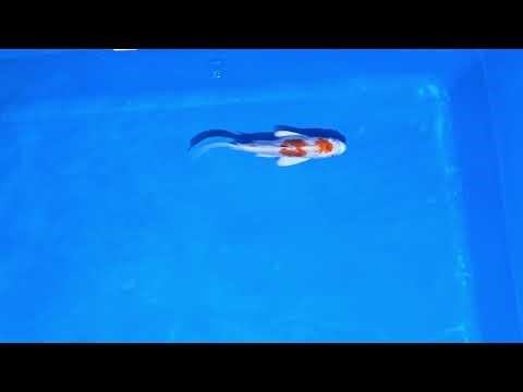 Kikusui Premium Quality Koi Fish