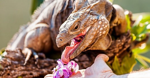 What Do Iguanas Eat? Their Diet Explained
