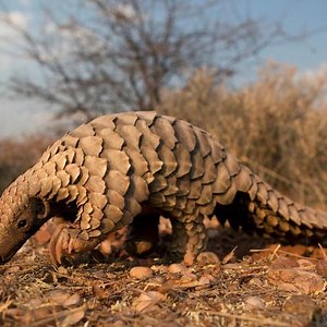 Le pangolin d’Afrique est le mammifère le plus braconné du monde