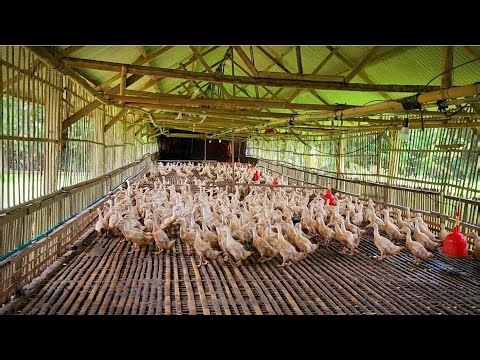 Bekas Kandang Ayam di Jadikan Kandang Bebek Pedaging // Tamu dari Tuban Mas Dimas.