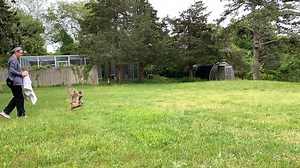 21K views · 1K reactions | PATIENT UPDATE: A great horned owl is back...