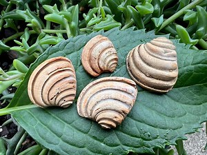 4 Pawleys Island Shells - Handpicked From the Carolina Coast, Venus Imperial Clam Shells - Etsy