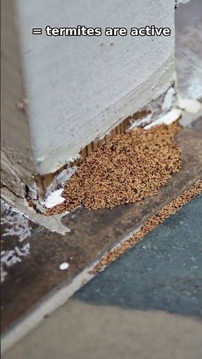 Termite Frass Explained: What That Pile Means 🪵 #shorts