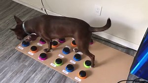 Training A Dog To “Speak” With A Sound Board