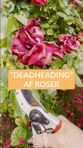 Deadheading af roser: Sådan får du meget mere blomstring!
