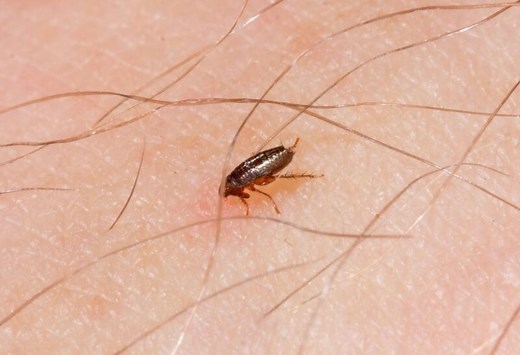 What Do Baby Fleas Look Like? | Identification, Habitat, and Control - peSTopped