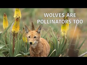 Nectar loving Ethiopian wolves