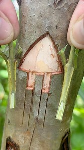 586K views · 3.9K reactions | Grafting fruit tree | Plant grafting techniques Guava tree. #grafting #guava #garden #trees #viralreels #videoviralシ #plants | Cha Garden | Facebook