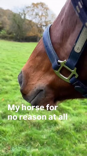My young horse Oscar has been more spooky than ever lately and I can’t seem to work out why. Maybe it’s the autumn grass that suddenly started growing. Maybe it’s him being in a teenager phase, he is 7 years old now. Maybe he is not getting enough regular work. I try to do groundwork and lunging every day 20 minutes and when he does that calmly we go for a little ride around the lanes. Maybe even the tiny meals my gelding is getting are too much for him. Maybe all the breaks he has had this seas