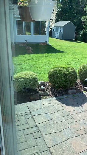 Soothing Lullaby for Nap Time with Sleeping Deer