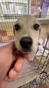 Mabel (#TX0647) is a 12-week-old Labrador mix…soooo cute! Who is this playful boy?! Meet 16-week-old Hound mix Griffin (#TX1118) – so funny! 4-month-old Beagle mix Peep (#NCR6499) is having some fun with her neighbor, 5-month-old Labrador mix Domino (#R168181)! Bianca’s Furry Friends Feline Adoption Center has the BEST cats! Meet your new best friend at our Port Washington, NY adoption center! #GetYourRescueOn #BiancasFurryFriends #80YearsofRescue #Adopt #puppiesofinstagram #dogsofinstagram #cat