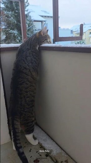 Curious Cat in the Snow
