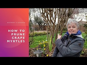 HOW TO PRUNE CRAPE MYRTLES