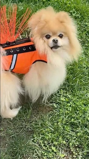 Coyote Vest Harness For Dog Safety From Coyotes, Dogs, Hawks #dogsafety #coyote #dogs #coyotevest