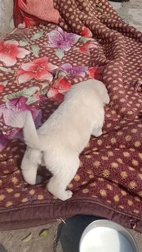 dog sounds Labrador puppy barking Sound Lab puppy funny shorts #puppy #trending #labrador #shorts