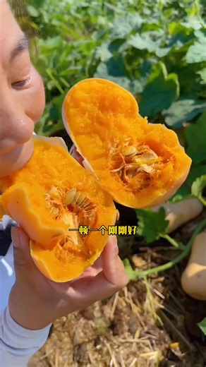 奶油南瓜#我的小菜園 #陽臺種菜 #我愛種菜 #奶油南瓜 | 峰哥教種菜