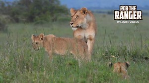 Must-See Lions Roam During Late Afternoon Safari