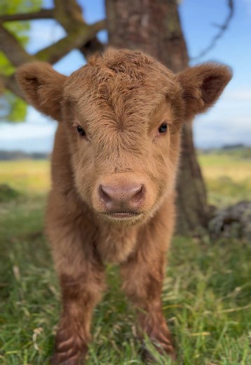 Sweet boy 🐮💛 #highlandcow #babycow #fluffycow