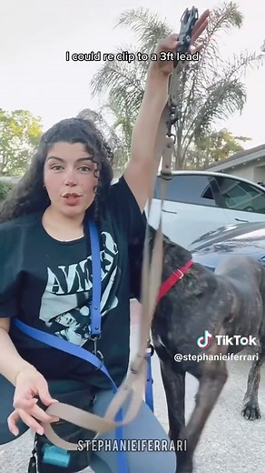 Benefits of Using a Hands-Free Dog Leash for Easy Walks