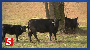 Middle Tennessee farmer preserves 300 acres of land forever from development