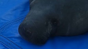 Video: Manatee released in Apollo Beach after being rehabilitated