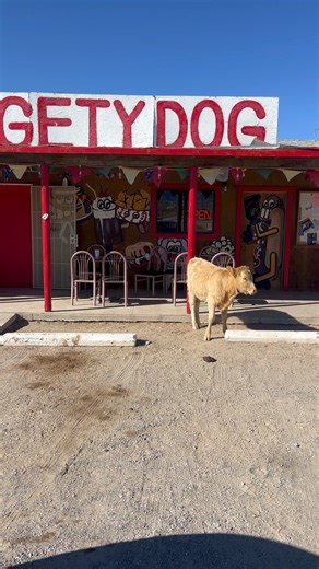 5.7K views · 57 reactions | Free Range Cows, where am I? | Tom Mabe | Facebook