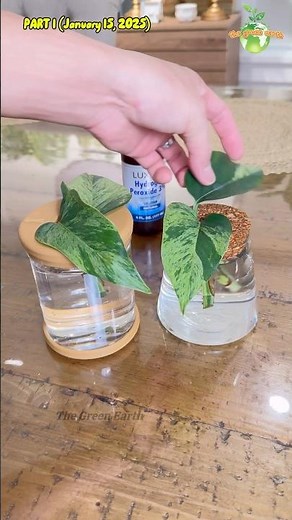 Part 1 : Plants + Hydrogen Peroxide EXPERIMENT #thegreenearth #plants #plant