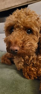 25 reactions | Play time with happy Ruty . #cavapoo #play #curlydog #evening #toy | Alina Maria | Facebook