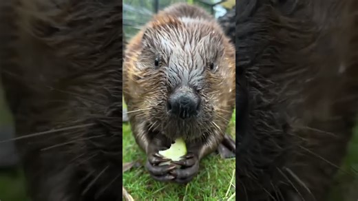 Beaver family enjoys crunchy snack time