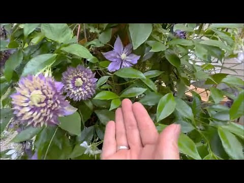Backyard Perennial Garden Tour | Intertwining Plants | A Vision Becoming A Reality