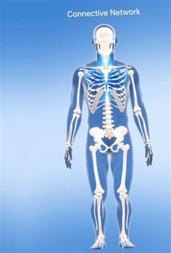 “Fascia Explained: The Hidden Network Connecting Your Muscles”#fascia#anatomy #shorts