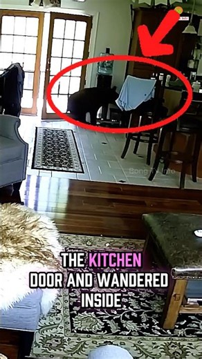 🐻 Black Bear Sneaks Into Kitchen, Hero Dog Rushes In to Protect His Owner! ❤️🐶