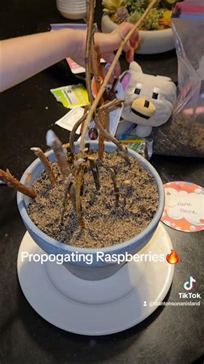 Propagating Raspberries