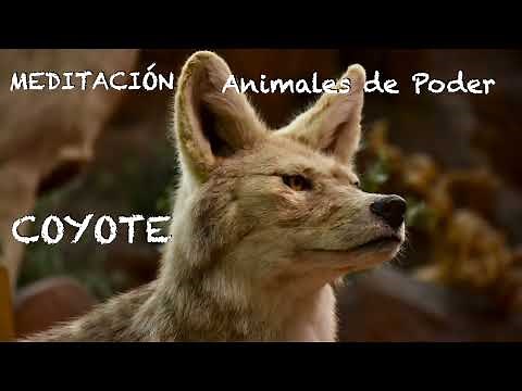 Meditation-Power Animal: COYOTE