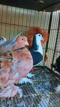 Most Beautiful Pigeons in Pakistan 🕊️ | Amazing Pigeon Show 2025