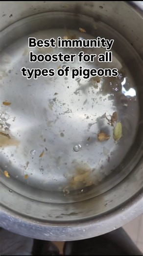 Manoranjan Desai | Best Home made drink remedy for all types of pigeons. #pigeonsdrink #immunitydrink #pigeonsdrink | Instagram