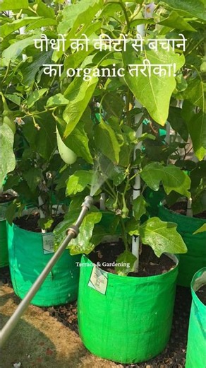 पौधों को कीटों से बचाने का organic तरीका! How to control pest in garden plants #shorts #organic