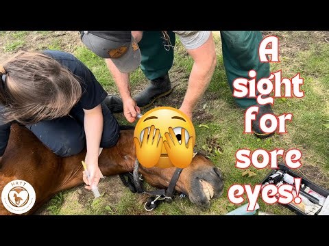 Double Enucleation on a Horse! 😳