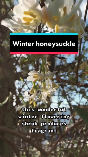 Winter Honeysuckle: Fragrant Winter Flowers and Red Berries