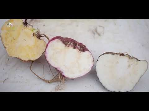 The colors of maca explained - red maca vs black maca vs yellow maca