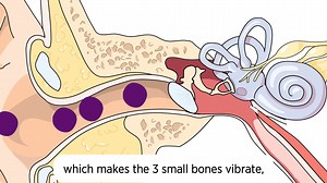 13 reactions | The sound of a bell, music on the radio or the voices of people around us… have you ever wondered how we hear different sounds? Press play on this video to find out  | Esplora Interactive Science Centre | Facebook