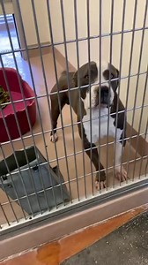 🆘 LAST CALL! 🆘 72hr PUBLIC EUTHANASIA DEADLINE GIVEN: SIX dogs needs exit/commitment by Feb 9, 4PM! 🔴STATUS RED🔴 STATUS RED! ON THE OFFICIAL SHELTER EUTH LIST!!! **On euth list- * 72 hour notice* needs adopter or rescue commitment by 4pm february 9th. Kennel stress, gets in fights with other Dogs in playgroup, must be kenneled alone. ID #A1656810 I am a male, 80.00 lbs, gray and white Pit Bull Terrier. I am estimated to be about 5 years old. I have been at the shelter since 01/16/2022. https