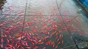 Ruby fish in the river Backgrounds for advertisements and wallpapers in aquatic and freshwater fishing scenes.