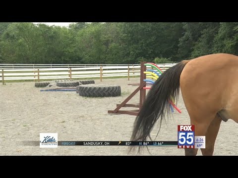 Campers and horses hitting the hay at Camp Red Cedar's horse playground