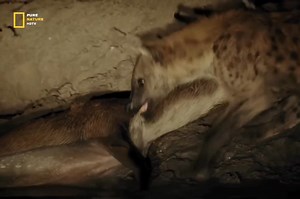 Hyena - Hindi Documentary #jungle #wildanimals #documentary #discovery #purenaturehdtv | Pure Nature HDTv