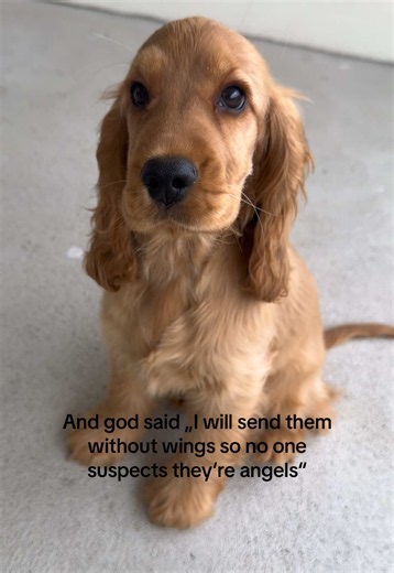 English Cocker Spaniel Puppy Steals My Heart — Cute Cockerspaniel Video